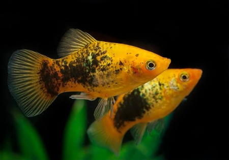 Пецилия закат смокинг (Xiphophorus maculatus sunset toxedo Platy)