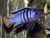 Цихлида Элонгатус псевдотрофеус Мпанга (pseudotropheus elongatus mpanga)