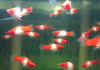 Меченосец Геллера кои красноглазый (Xiphophorus helleri Koi Red Eye)