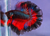 Петушок Халф Мун дракон красно-черная  бабочка самец( betta male red devil tail)