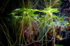 Лимнобиум (Limnobium sp.)
