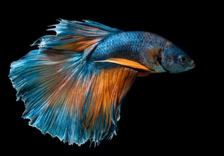 Петушок Супер Дельта пурпурно оранжевый самец (Betta male Super Delta Purple-Orange)