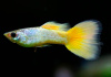 Гуппи берлинский желтохвостый (Guppy German Yellow Tail)