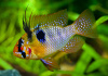 Цихлида Апистограмма Рамирези (apistogramma ramirezi) 3 см