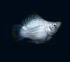 Моллинезия белая баллон (Poecilia sphenops Silver Molly balloon)