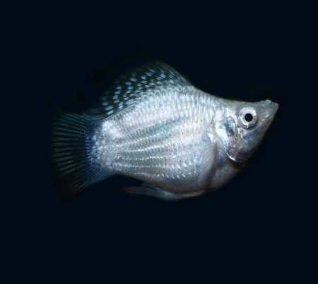 Моллинезия белая баллон (Poecilia sphenops Silver Molly balloon)