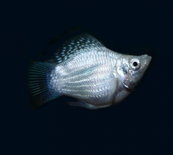 Моллинезия белая баллон (Poecilia sphenops Silver Molly balloon)