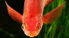 Глоссолепис красный (Glossolepis incisus)