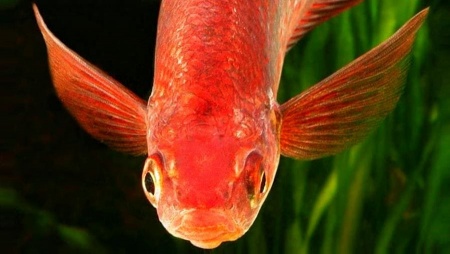 Глоссолепис красный (Glossolepis incisus)