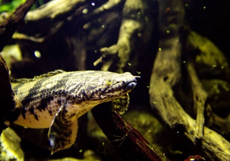 Полиптерус Эндлихера (Polypterus endlicheri) 5-7 см