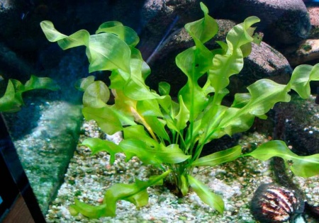 Апоногетон ульвовидный  (Aponogeton ulvaceus)
