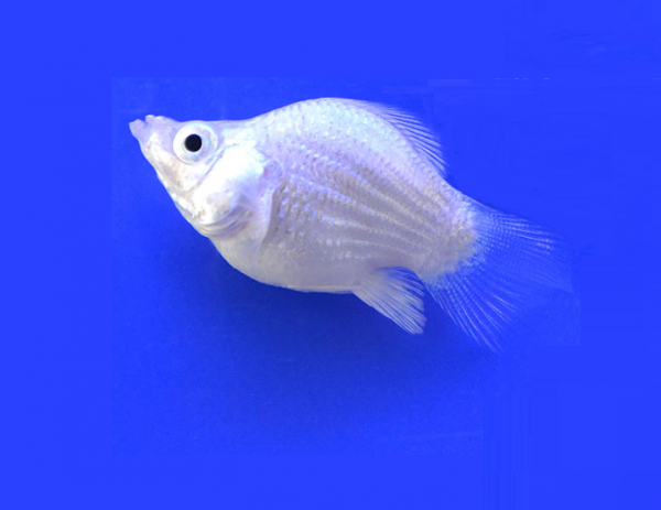Моллинезия белая баллон (Poecilia sphenops Silver Molly balloon)
