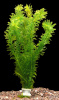Элодея зубчатая (Elodea densa)