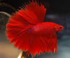 Петушок Супер Дельта красный самец (Betta-splendens-Super-Delta-Pink-Butter)