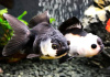Оранда панда (Goldfish Oranda panda)