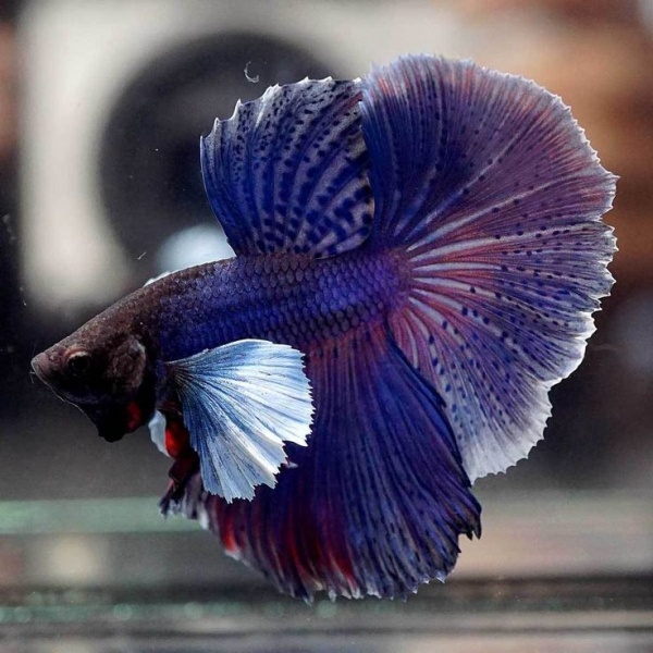 Петушок Халфмун Дамбо синий самец (betta-dumbo-blue-male)