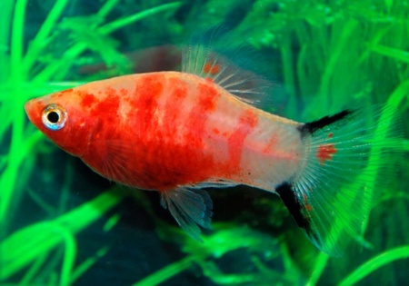 Пецилия красное сердце (Xiphophorus maculatus Bleeding Heart Platy)