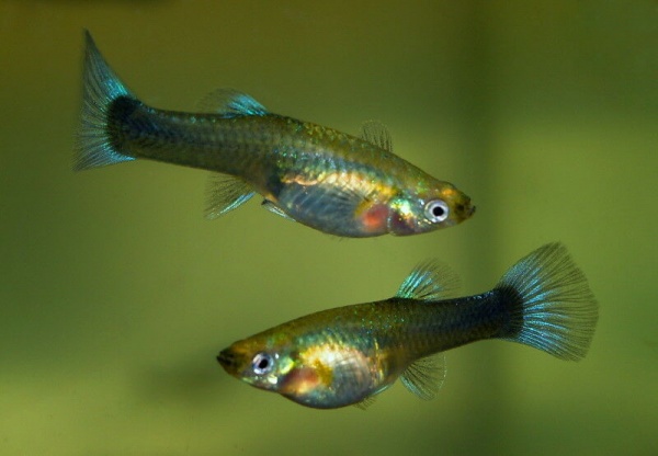 Гуппи самка обыкновенная  (Poecilia reticulata )