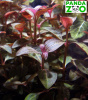 Ациотис ацуминифолия ( Aciotis acuminifolia)