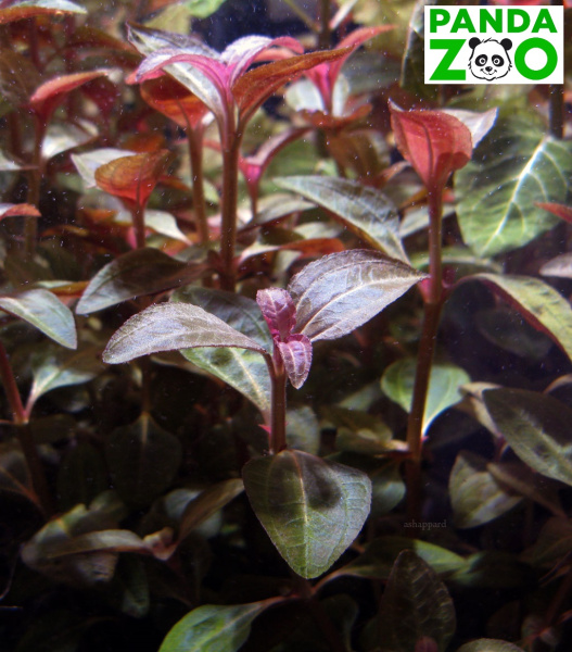 Ациотис ацуминифолия ( Aciotis acuminifolia)