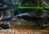 Лабео черный (Morulius chrysophekadion)