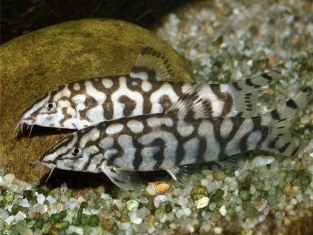 Боция мраморная (Botia lohachata)