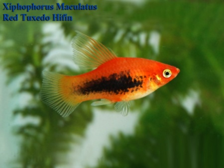Пецилия красный смокинг (Xiphophorus maculatus toxedo red Platy)