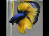Петушок Супер Дельта Горчичный Газ самец (Betta-splendens-Super-Delta)