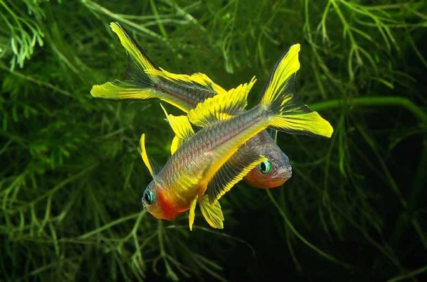 Попондетта фурката (лат. Pseudomugil furcatus) Радужница карликовая 2 см.