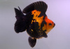 Риукин красно-черный (Goldfish Ryukin red-black )