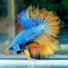 Петушок Супер Дельта Горчичный Газ самец (Betta-splendens-Super-Delta)
