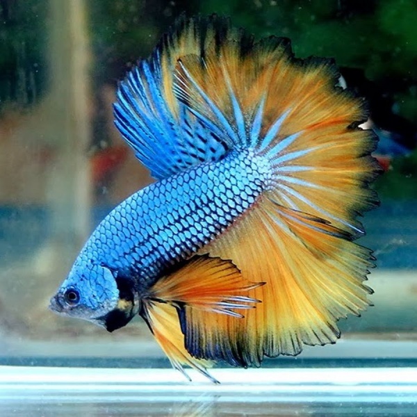 Петушок Супер Дельта Горчичный Газ самец (Betta-splendens-Super-Delta)