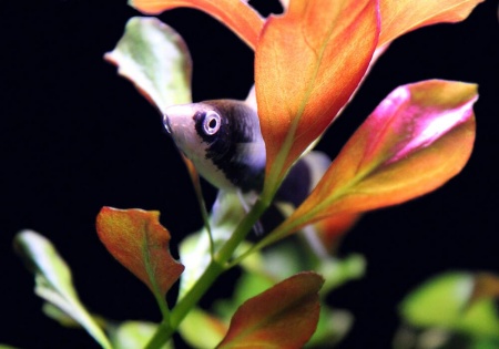 Меченосец Геллера черный (Xiphophorus helleri Black)