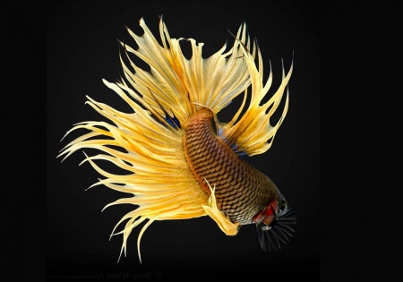 Петушок Коронохвостый желтый самец (Betta-male-crown-tail-Yellow)