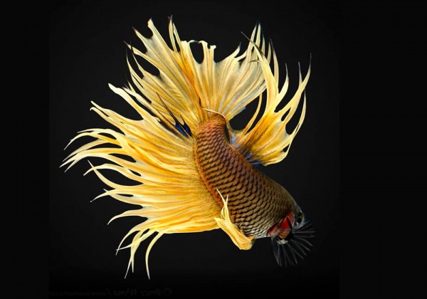 Петушок Коронохвостый желтый самец (Betta-male-crown-tail-Yellow)