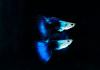 Гуппи синий Туркис (Guppy blue turquoise)