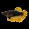 Петушок Халф Мун Самка (курочка) Черная Горчица  (Betta splendens halfmoon BLACK MUSTARD (FEMALE)