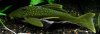 Номерной сом L 200  Хемианциструс Зеленый Фантом (Призрак) (Hemiancistrus subviridis)