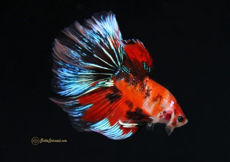 Петушок Халф Мун кои самец (Betta male Halfmoo koi Tail)