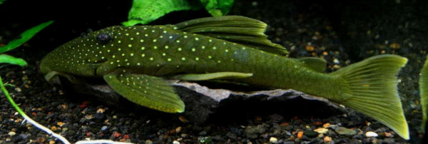 Номерной сом L 200  Хемианциструс Зеленый Фантом (Призрак) (Hemiancistrus subviridis)