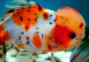 Оранда ситцевая  (Goldfish Oranda calico)