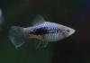 Пецилия синий смокинг (Xiphophorus maculatus blue tuxedo Platy)