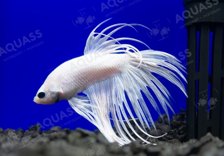 Петушок Коронохвостый белый самец (betta-crown-tail-white)