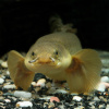 Полиптерус Сенегальский (Polypterus senegalus) 5-6 см 