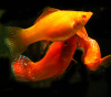 Моллинезия оранжево красная парусная  (Poecilia velifera Red Sunset Sailfin Molly)