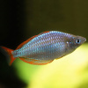 Радужница Неоновая (Melanotaenia Praecox)