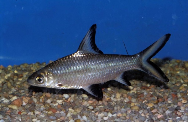 Акулий Балу (Balantiocheilus melanopterus)