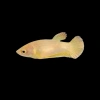Петушок самка (курочка) Супер Дельта Золотая  (Betta fish female Gold) 3-3,5 см