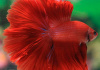 Петушок Халф Мун розохвостый красный самец (Betta male Halfmoon Rosetail red)