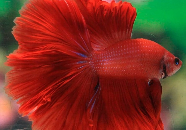 Петушок Халф Мун розохвостый красный самец (Betta male Halfmoon Rosetail red)